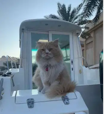 Persian cat looking for female cat