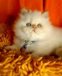 Himalayan orange kitten