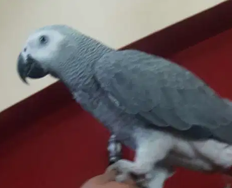 ببغاء للبيع