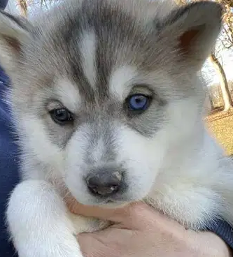 Cute husky puppies