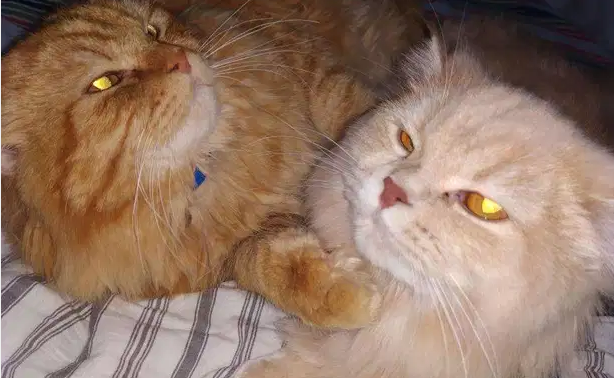 URGENT 2 CATS and Baby for sale Backsaid Fahaheel Police Stick