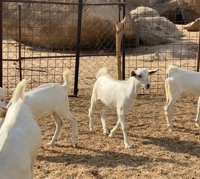 تيوس