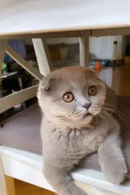 Imported scottish fold kitten from ukraine best price