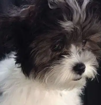 Small breed malshipoo puppies