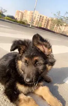 German shepherd puppy