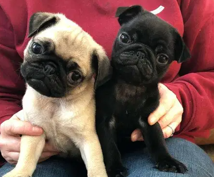 Fawn pug puppy's