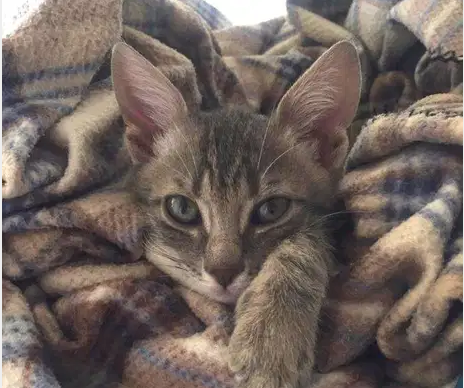 Male kitten available