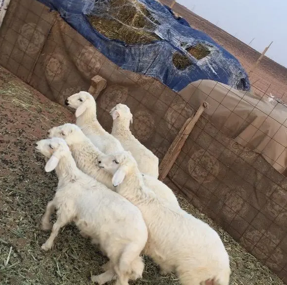 خرفان العدد 5 للبيع
️ النوع / بهم حري 
 ️  العدد / 5 خرفان 
  ️ العمر/  4_5 شهور
 ️ الحاله / طيبة جدا
️الموقع / القصيم - الاحمديه