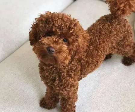 Toy poodle for sale