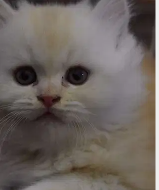 fully trained Persian German Kitten For sale
