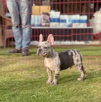 Imported Blue Merle French Male with all documents for sale