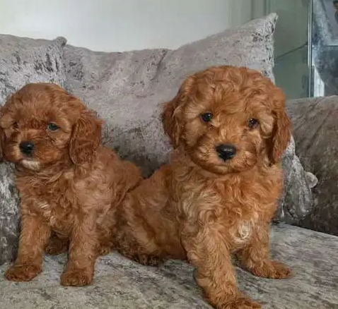 Lovely Poodle Puppies for sale