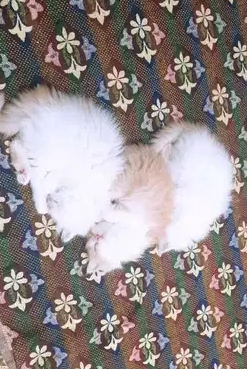 Persian kittens (cats for sale)