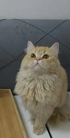 قطة شيرازي للبيع