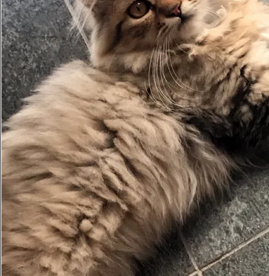 قط شيرازي persian cat