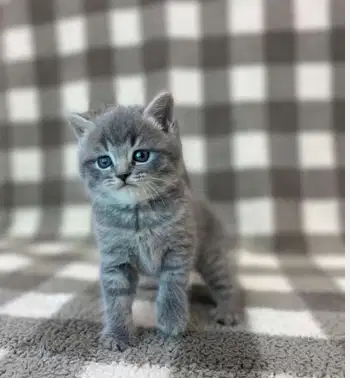 قطة cat
