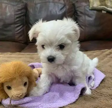 Lovely Teacup Maltese Puppies