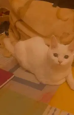 قطه شيرازي للبيع