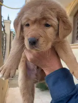 Golden puppy for sale