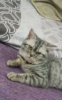 British short hair male for sale