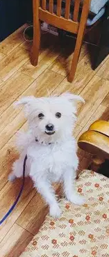 Puppy for sale