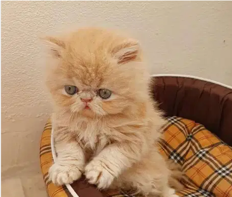 كيتن بيكي فيس بيور