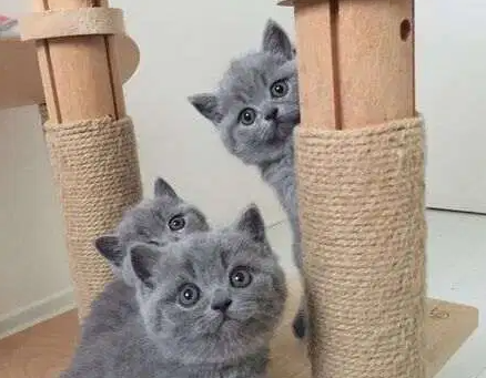 British kittens