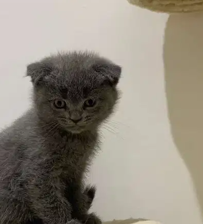 three months old kitten for sale