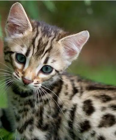 Bengal kittens