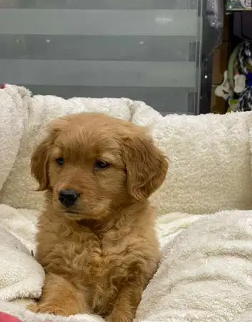 Best Golden Retriever puppies In Egypt