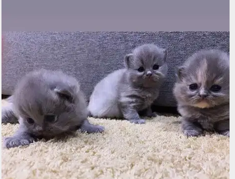 Scottishfold Kittens