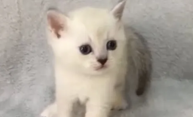 Scottish fold males

Golden point chinchilla. Silver points chinchilla Males 4000-4500 Healthy Playful