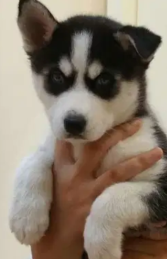 Husky Pure dog هاسكي