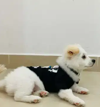 Dog for sale