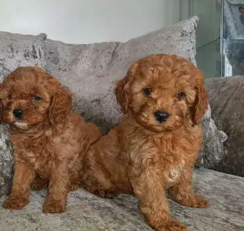 Lovely Poodle Puppies