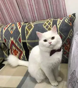 قط شرازي للبيع
