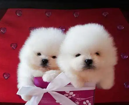 Male and female white puppys for sale