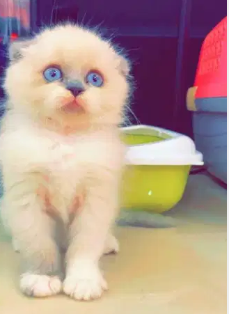 Blue Tip Ragdoll kitten