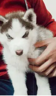 Husky puppy