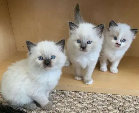Beautiful ragdoll kittens for free