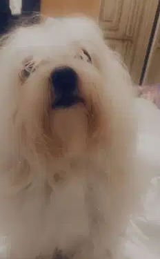 جريفون للبيع