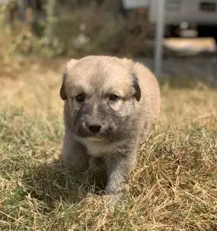 Germen Sheperd and Labrador mix