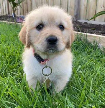 Louie -Golden puppy for sale