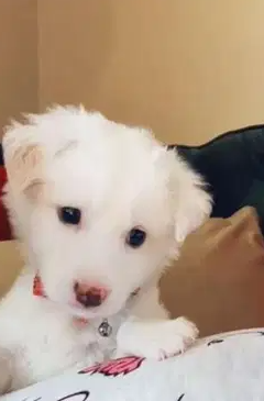 Puppy for sale