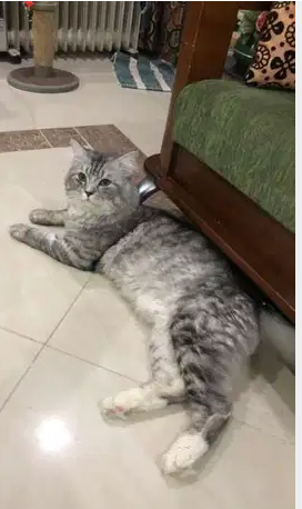 Scottish cat for sale
