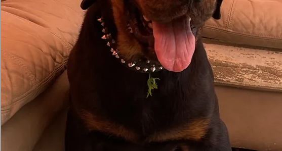 rottweiler for sale male full friendly
