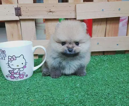 Girl and Boy Pomeranian puppies