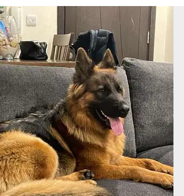 Female German Shepard for sale