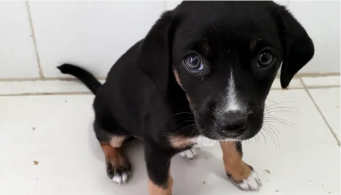 labrador retriever black and brown jack