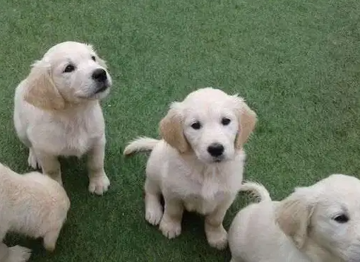 4 Beautiful Golden Retriever Puppies For Sale available